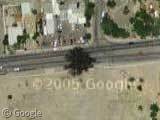 The Biggest Tree in Tucson, Arizona