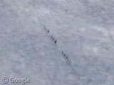 Dog Team, Longyearbyen, Svalbard