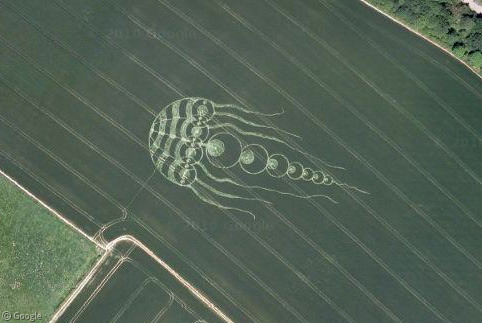 England’s Crop Art and the World’s Largest Jellyfish
