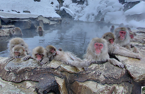 Hot Tub Monkeys