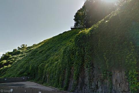 Kudzu Infestation in the United States